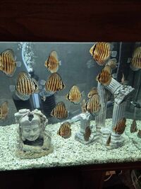 Juvenile Discus for sale