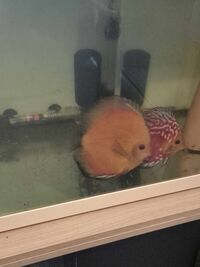 Mixed breeding pair of discus