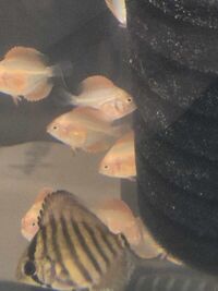 Small juvenile discus for sale