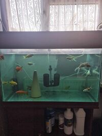 15 x goldfish for sale