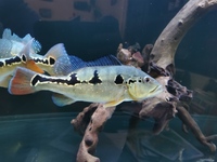 Peacock bass for sale or swap for trignus catfish