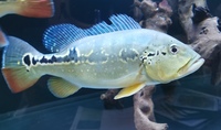 Peacock bass for sale or swap for trignus catfish