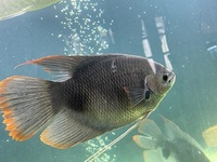 Giant Red gourami