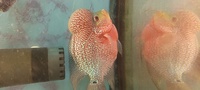 Kamfa f2 flowerhorn