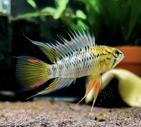 Fi apistogramma cf hoignei breeding pair