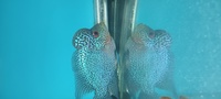 Kamfa f2 flowerhorn