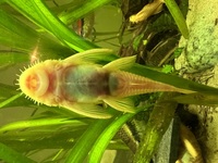 L144  Blue Eyed Lemon Bristlenose  for sale - Huddersfield.