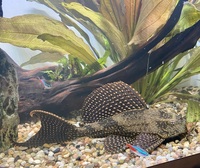 L001/L022 Sailfin Pleco - £50