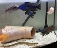 I got some peacocks and snake fish for sale