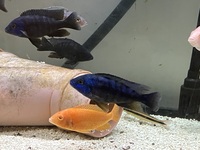 I got some peacocks and snake fish for sale