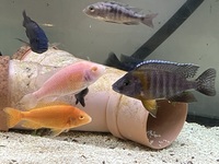 I got some peacocks and snake fish for sale