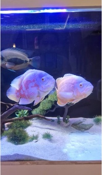 2 Breeding Pair Red Albino Oscar And A Tiger Oscar Cichlid 10-11 Inch