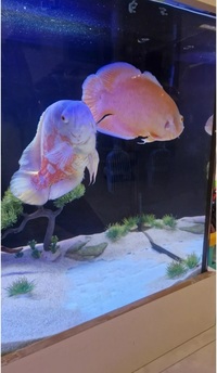 2 Breeding Pair Red Albino Oscar And A Tiger Oscar Cichlid 10-11 Inch