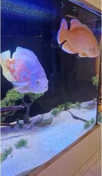 2 Breeding Pair Red Albino Oscar And A Tiger Oscar Cichlid 10-11 Inch