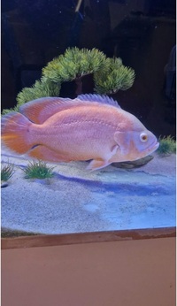 2 Breeding Pair Red Albino Oscar And A Tiger Oscar Cichlid 10-11 Inch