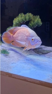 2 Breeding Pair Red Albino Oscar And A Tiger Oscar Cichlid 10-11 Inch