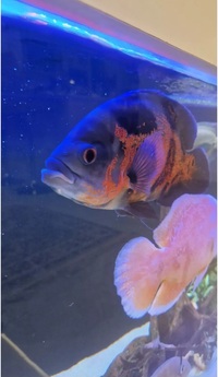 2 Breeding Pair Red Albino Oscar And A Tiger Oscar Cichlid 10-11 Inch