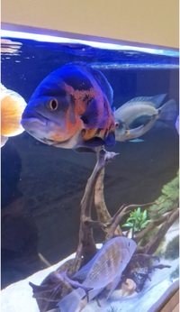 2 Breeding Pair Red Albino Oscar And A Tiger Oscar Cichlid 10-11 Inch