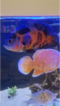 2 Breeding Pair Red Albino Oscar And A Tiger Oscar Cichlid 10-11 Inch