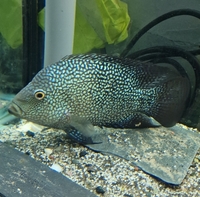 Carpintis cichlid