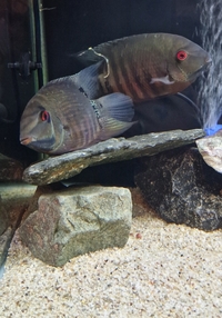 Breeding severums