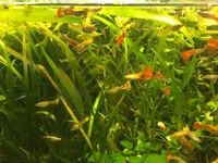 Guppies