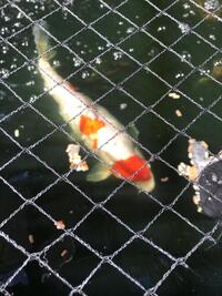 Several Koi carp for sale