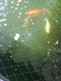 Several Koi carp for sale