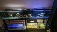 8ft fish tank with lights, stand and filter