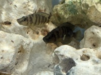 Calvus & Tropheus