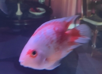 Bumble bee grouper, albino golden base sting ray and king Kong parrots, large clown loach and Sumatra high body datnoids for sale