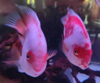 Bumble bee grouper, albino golden base sting ray and king Kong parrots, large clown loach and Sumatra high body datnoids for sale