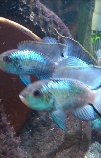 Electric Blue Acara