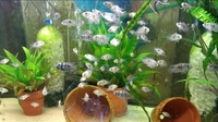 Blue acara