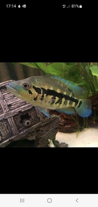 Tropical fish for sale