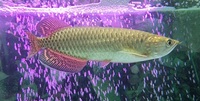 Jardini Arowana