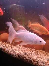 6 goldfish in need of a new home. £25