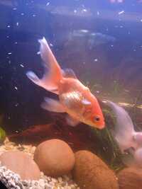 6 goldfish in need of a new home. £25