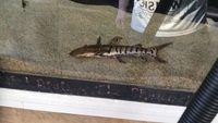 Tiger shovel nose catfish for sale £40