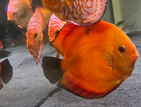 2 LARGE DISCUS £150 for both