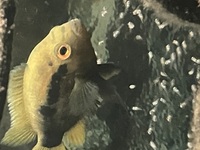 Proven pair of rainbow cichlid