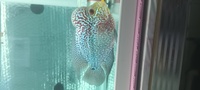 Kamfa f2 flowerhorn