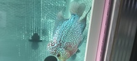 Kamfa f2 flowerhorn