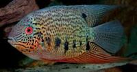 Wanted: Spotted Severum: Heros Notatus