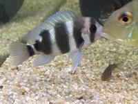 STUNNING SOUTH AMERICAN CICHLIDS - LIST IN DESCRIPTION