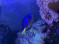 Beautiful 4inch Regal Tang - for sale £50