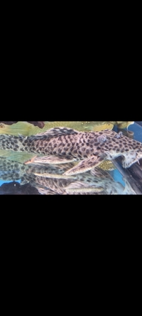 L072 - Golden Vampire Pleco