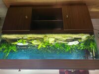 Fish stock, tanks and ancillary equipment for sale.