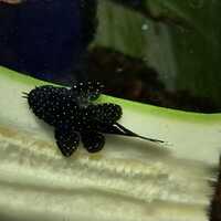 L183 plecos 3-4cm