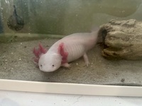 2x Adult Axolotl for sale in Hampshire